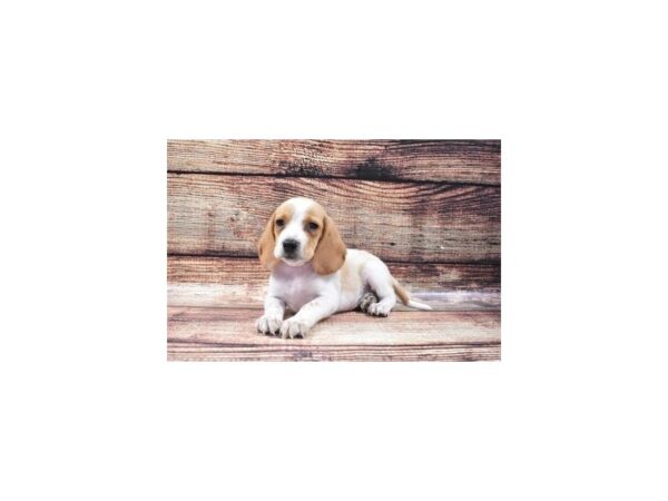 Beagle-DOG-Female-Lemon and White-22277-Petland Scottsdale, Arizona