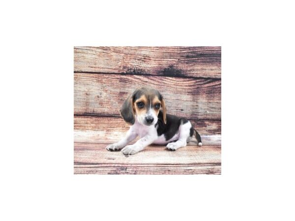 Beagle-DOG-Male-Black White and Tan-22278-Petland Scottsdale, Arizona