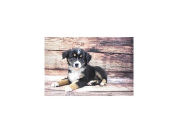 Miniature American Shepherd-DOG-Female-Black-22274-Petland Scottsdale, Arizona