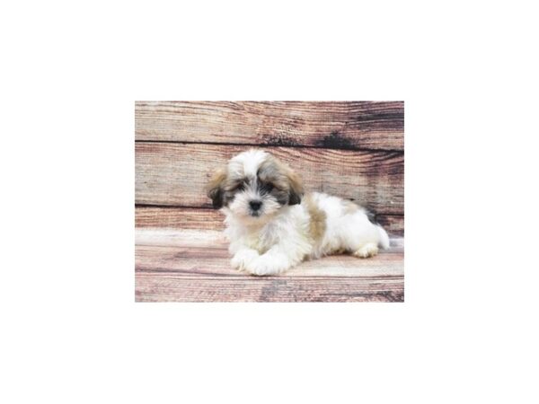 Lhasa Apso-DOG-Female-Red-22272-Petland Scottsdale, Arizona
