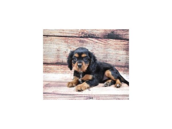 Cavalier King Charles Spaniel-DOG-Female-Black and Tan-22271-Petland Scottsdale, Arizona