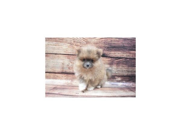 Pomeranian-DOG-Male-Blue-22280-Petland Scottsdale, Arizona