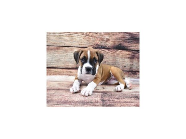 Boxer-DOG-Female-Fawn-22275-Petland Scottsdale, Arizona