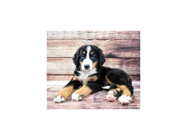 Bernese Mountain Dog-DOG-Male-Black Rust and White-22279-Petland Scottsdale, Arizona