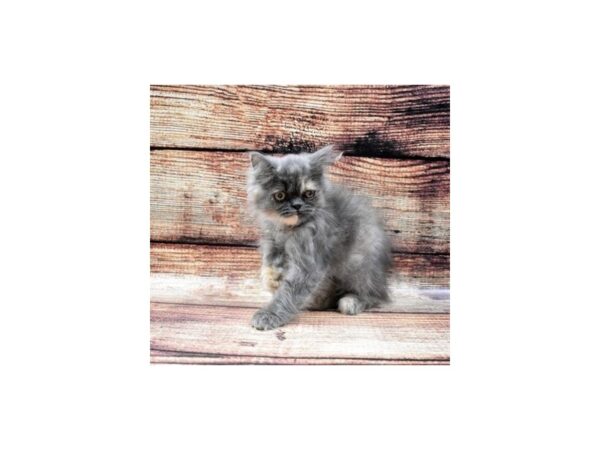 Persian-CAT-Female-Blue-22276-Petland Scottsdale, Arizona