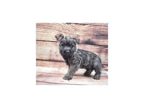 Cairn Terrier-DOG-Female-Black Brindle-22297-Petland Scottsdale, Arizona