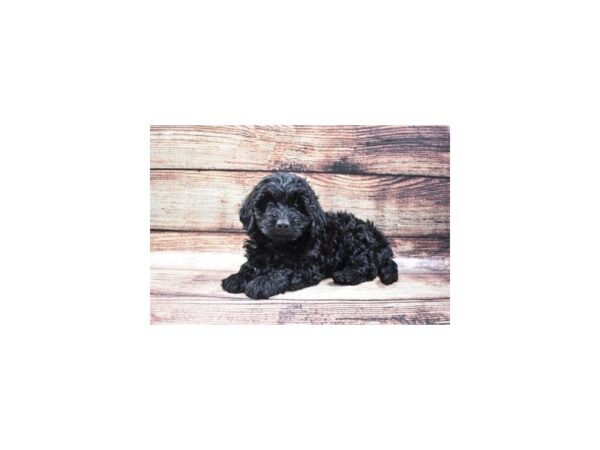 F1 Mini Golden Doodle-DOG-Female-Black-22309-Petland Scottsdale, Arizona