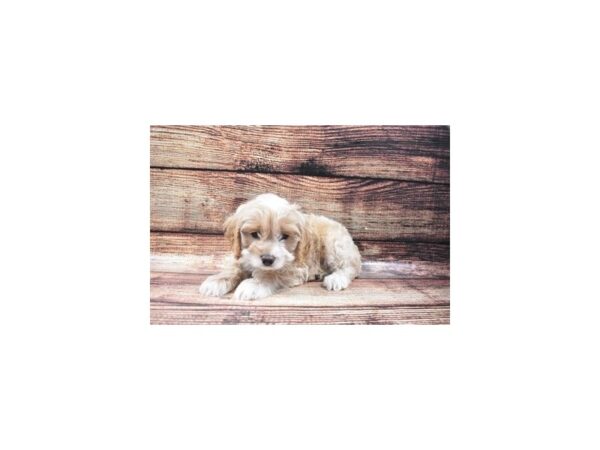 Cocker Spaniel/Poodle-DOG-Male-Cream and White-22311-Petland Scottsdale, Arizona