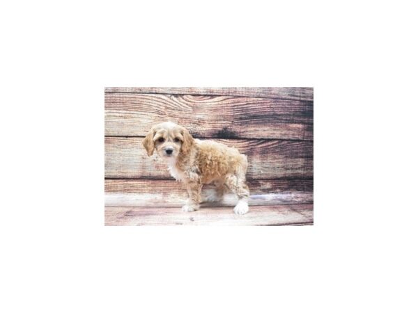 Cocker Spaniel/Poodle-DOG-Female-Buff and White-22312-Petland Scottsdale, Arizona