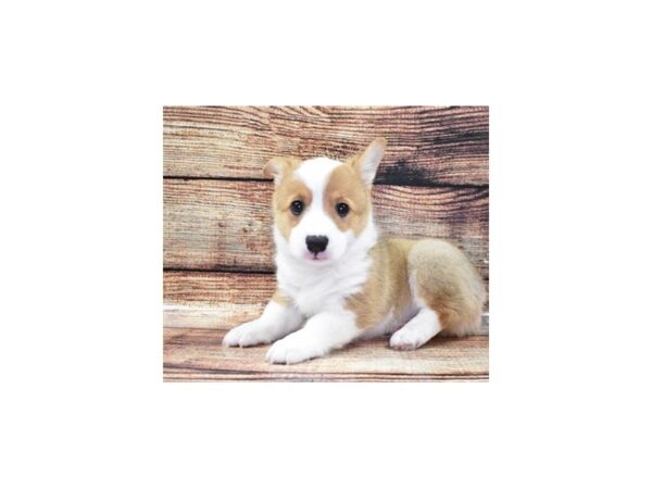 Pembroke Welsh Corgi-DOG-Male-Red-22301-Petland Scottsdale, Arizona