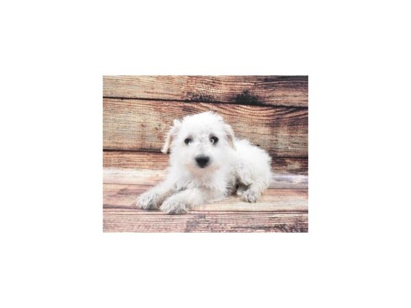 Bichon Frise/Poodle-DOG-Female-White-22310-Petland Scottsdale, Arizona