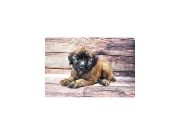 Soft Coated Wheaten Terrier-DOG-Female-Wheaten-22305-Petland Scottsdale, Arizona