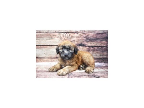 Soft Coated Wheaten Terrier-DOG-Male-Wheaten-22306-Petland Scottsdale, Arizona