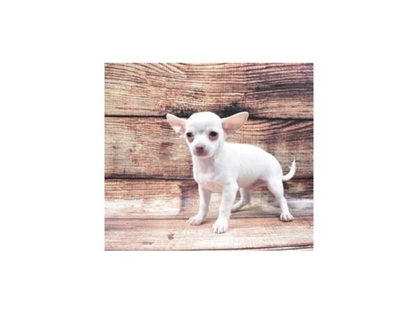 Chihuahua-DOG-Male-Cream-22299-Petland Scottsdale, Arizona