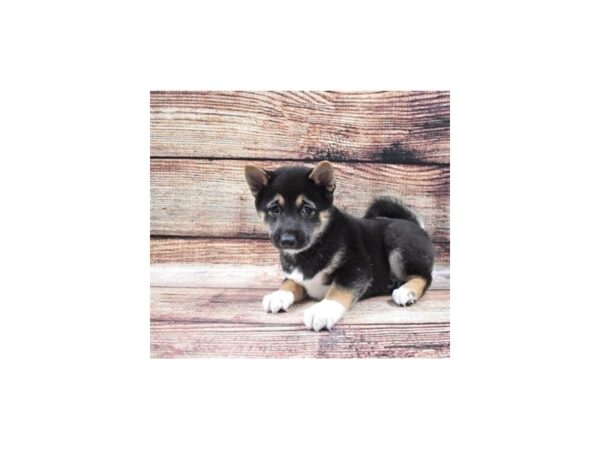 Shiba Inu-DOG-Female-Black and Tan-22302-Petland Scottsdale, Arizona