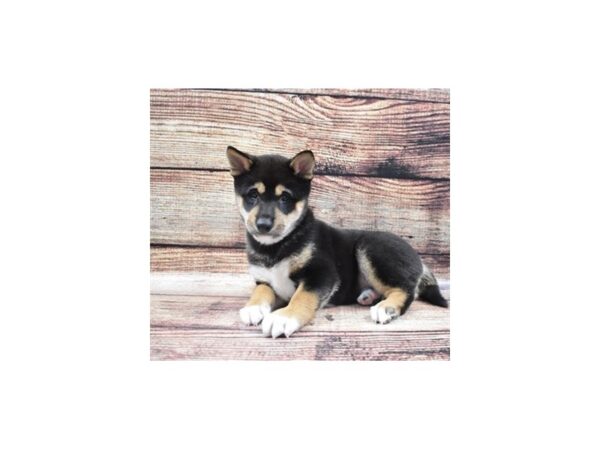 Shiba Inu-DOG-Male-Black and Tan-22303-Petland Scottsdale, Arizona
