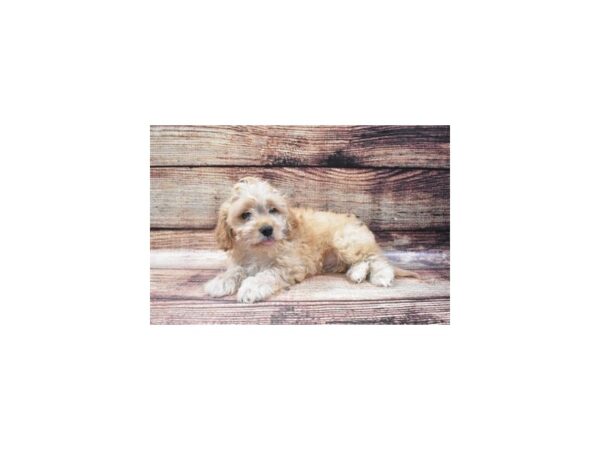 Bichon Frise/Cavalier King Charles Spaniel-DOG-Male-Ruby-22308-Petland Scottsdale, Arizona