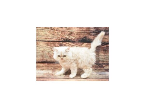Persian-CAT-Male-Cream-22307-Petland Scottsdale, Arizona
