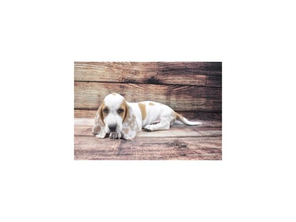 Basset Hound-DOG-Male-Red and White-22296-Petland Scottsdale, Arizona