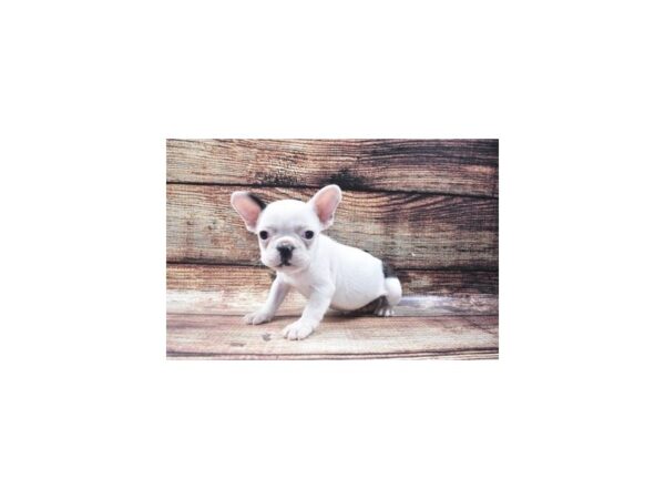 French Bulldog-DOG-Female-Black and White-22300-Petland Scottsdale, Arizona