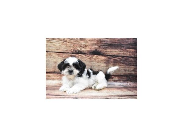 Shih Tzu-DOG-Male-Black and White-22304-Petland Scottsdale, Arizona