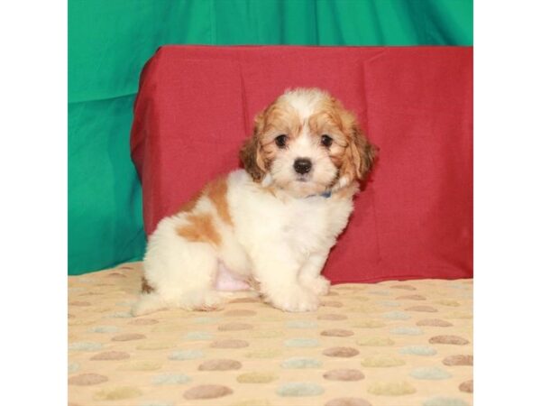 Bichon Frise/Shih Tzu-DOG-Male-White / Gold-22318-Petland Scottsdale, Arizona