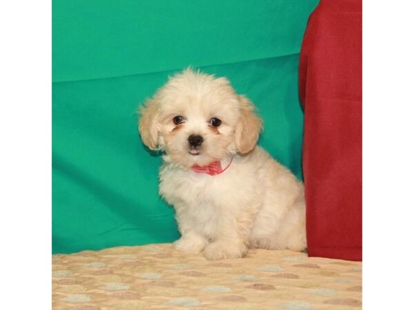 Pekingese/Poodle-DOG-Male-Cream / White-22320-Petland Scottsdale, Arizona