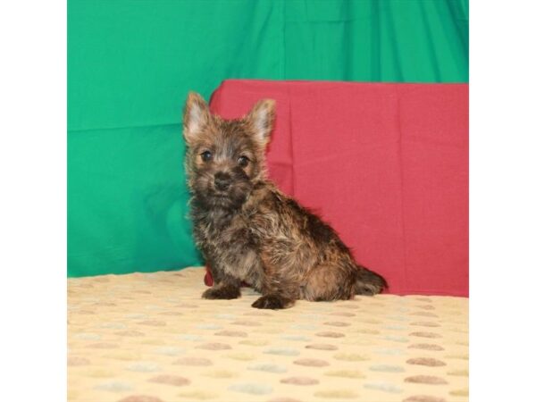 Cairn Terrier-DOG-Male-Wheaten-22314-Petland Scottsdale, Arizona