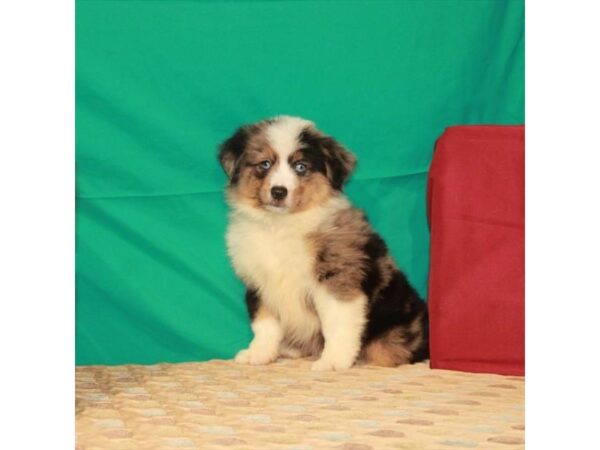 Australian Shepherd-DOG-Male-Blue Merle-22313-Petland Scottsdale, Arizona