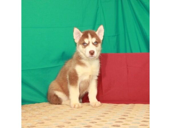 Siberian Husky-DOG-Male-Red / White-22315-Petland Scottsdale, Arizona