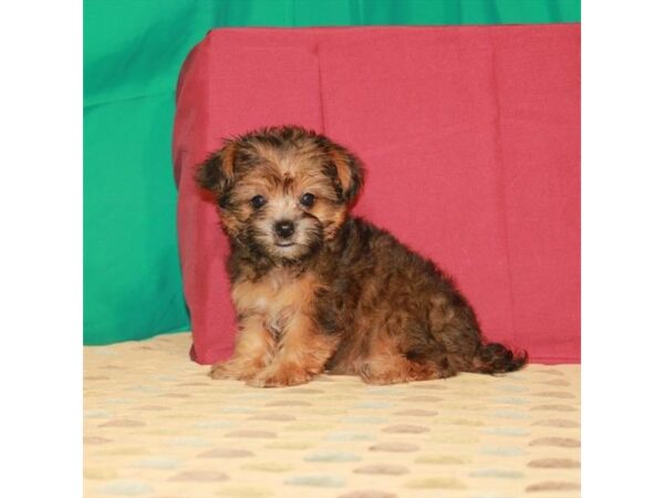 Poodle/Yorkshire Terrier-DOG-Female-Gold Sable-22321-Petland Scottsdale, Arizona