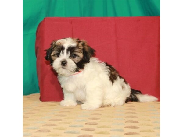 Havanese/Shih Tzu-DOG-Female-White / Red Sable-22319-Petland Scottsdale, Arizona