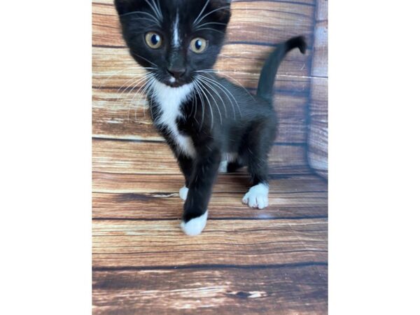 Domestic Cat-CAT-Female-Black-22317-Petland Scottsdale, Arizona