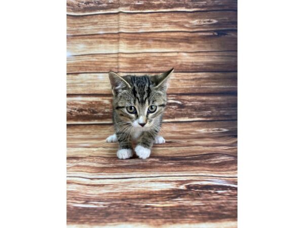 Domestic Cat-CAT-Female-Tiger Stripe-22316-Petland Scottsdale, Arizona