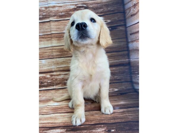 Golden Retriever-DOG-Female-Golden-22325-Petland Scottsdale, Arizona