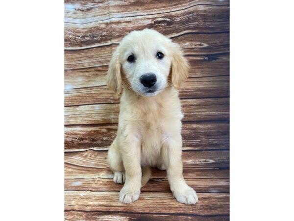 Golden Retriever-DOG-Female-Golden-22324-Petland Scottsdale, Arizona