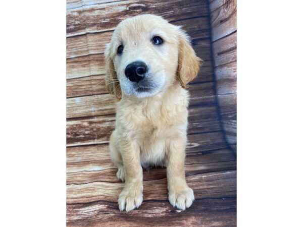 Golden Retriever-DOG-Male-Golden-22323-Petland Scottsdale, Arizona