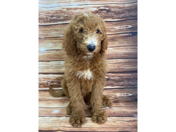 F1B Goldendoodle-DOG-Male-Golden-22322-Petland Scottsdale, Arizona