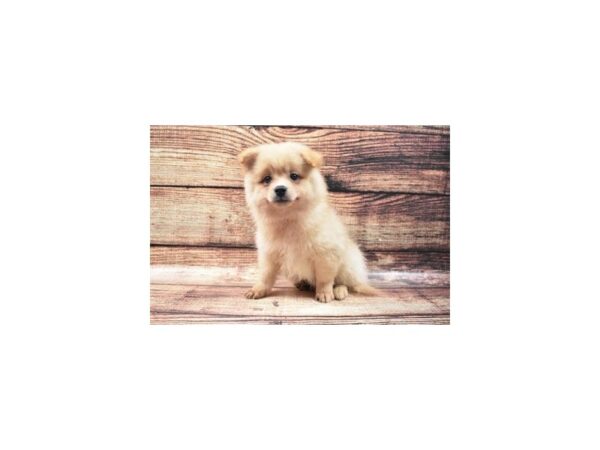 Pomeranian-DOG-Male-Orange-22332-Petland Scottsdale, Arizona