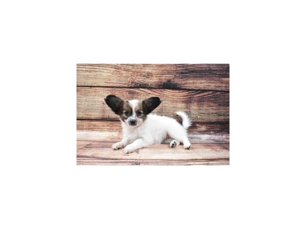 Papillon-DOG-Female-Sable and White-22331-Petland Scottsdale, Arizona