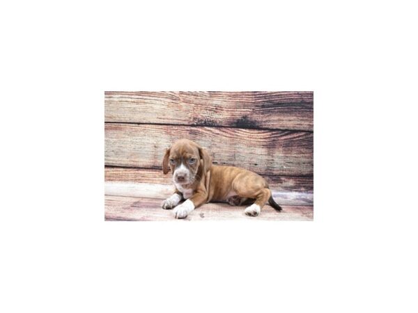 Beagle/Boston Terrier-DOG-Female-Brindle-22335-Petland Scottsdale, Arizona