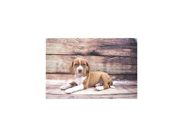 Beagle/Boston Terrier-DOG-Male-Red-22336-Petland Scottsdale, Arizona
