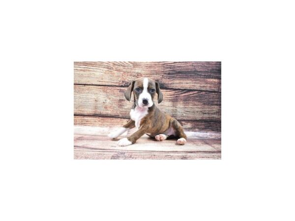Beagle/Boston Terrier-DOG-Female-Brindle-22337-Petland Scottsdale, Arizona