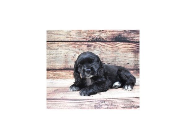 Cocker Spaniel-DOG-Male-Black-22328-Petland Scottsdale, Arizona