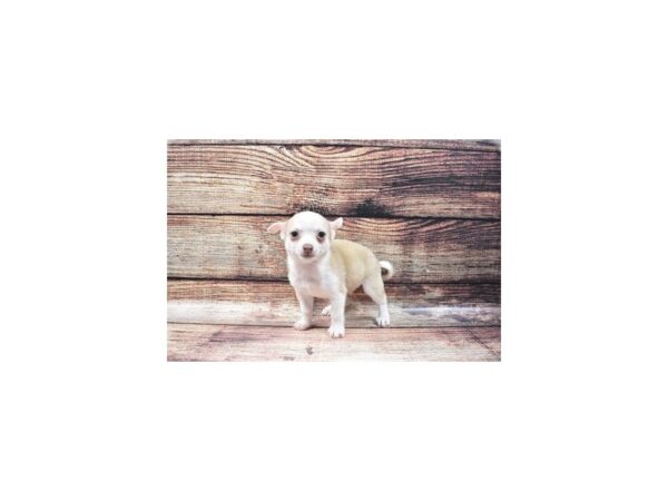 Chihuahua-DOG-Male-Fawn-22327-Petland Scottsdale, Arizona