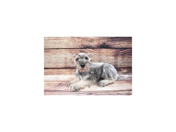 Miniature Schnauzer-DOG-Male-Salt and Pepper-22330-Petland Scottsdale, Arizona