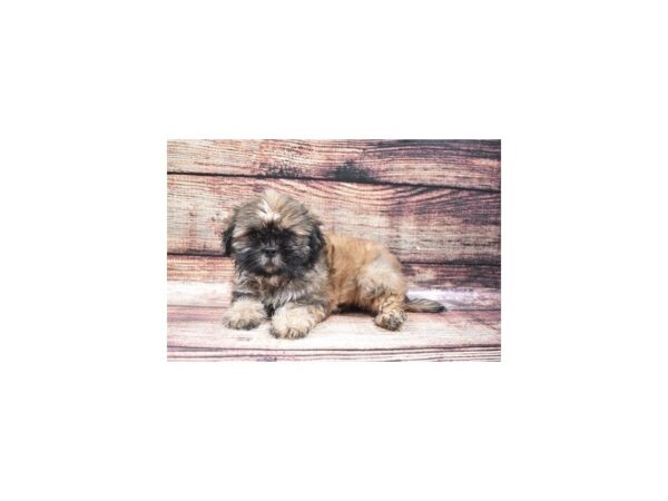 Shih Tzu-DOG-Male-Red-22333-Petland Scottsdale, Arizona
