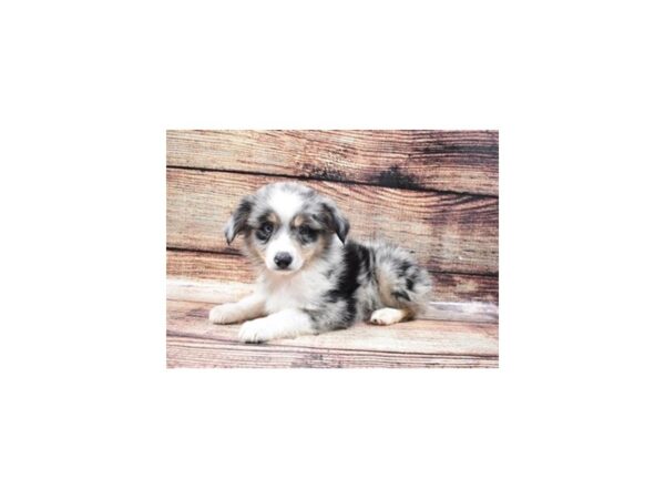 Miniature Australian Shepherd-DOG-Male-Blue Merle White and Tan-22334-Petland Scottsdale, Arizona