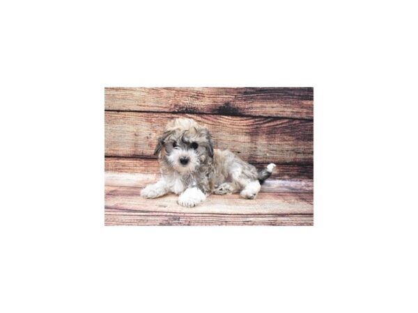 Havanese-DOG-Male-Gold Sable-22329-Petland Scottsdale, Arizona