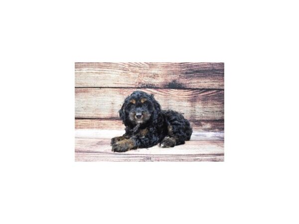 Cocker Spaniel/Poodle-DOG-Female-Black and Tan-22338-Petland Scottsdale, Arizona